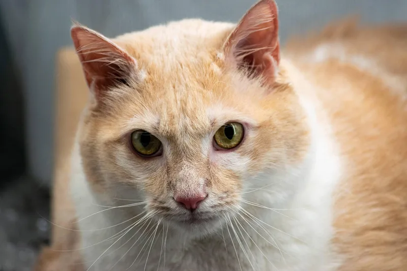 A baby extra large-sized male Buff & White Domestic Short Hair cat named Fluffy for adoption in Sevierville, TN