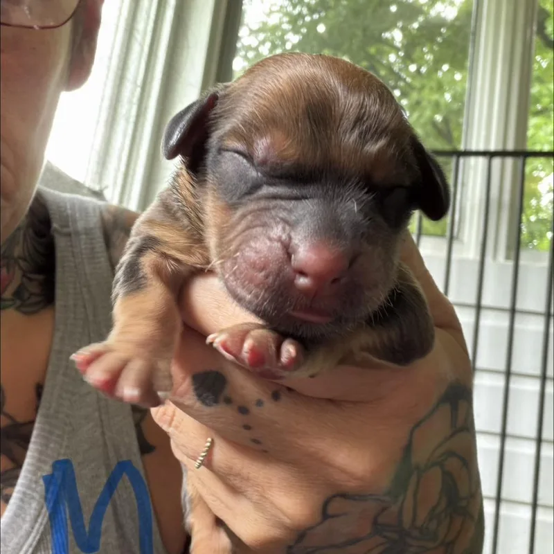 A baby medium-sized male Brown / Chocolate Yellow Labrador Retriever dog named NY Army Avail Jul for adoption in Stormville, NY