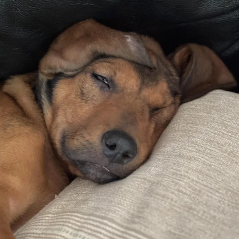 A baby medium-sized male Brown / Chocolate Hound dog named Pokémon Go for adoption in Columbia, SC