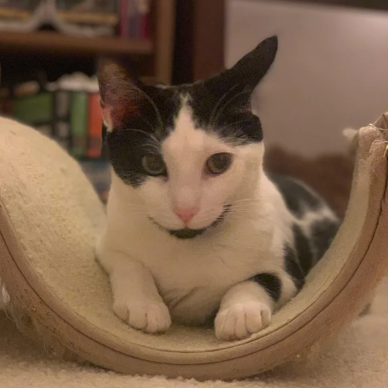 Penny & Jewel thumbnail 2