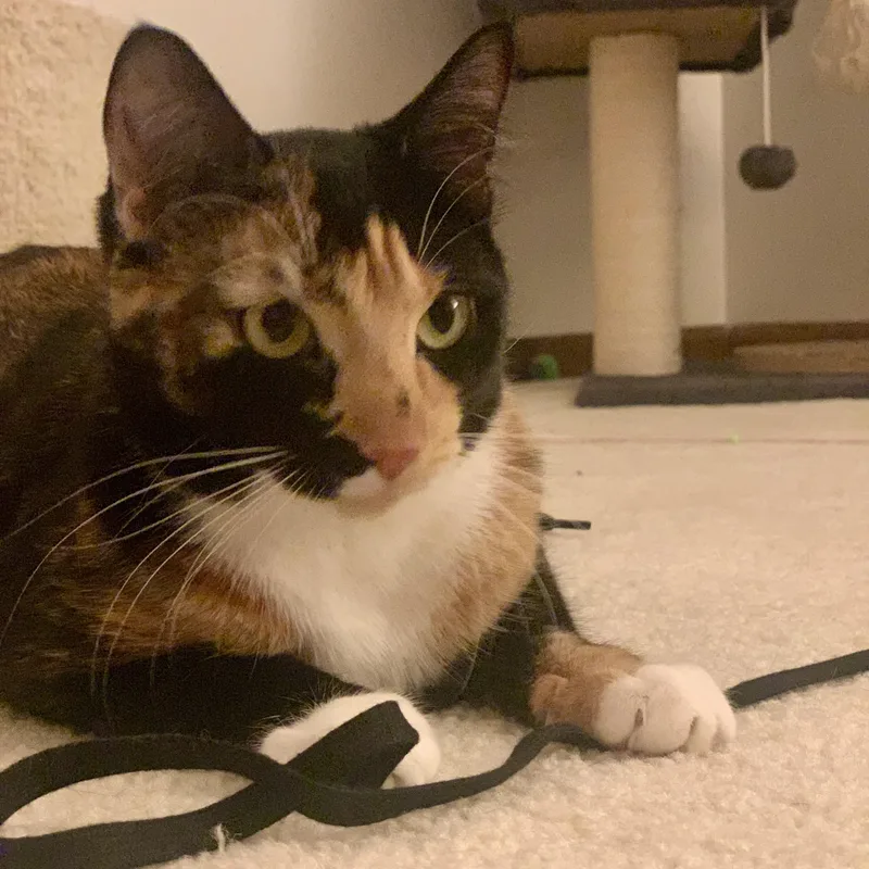 An adult medium-sized female Black & White / Tuxedo Domestic Short Hair cat named Penny & Jewel for adoption in Sewell, NJ