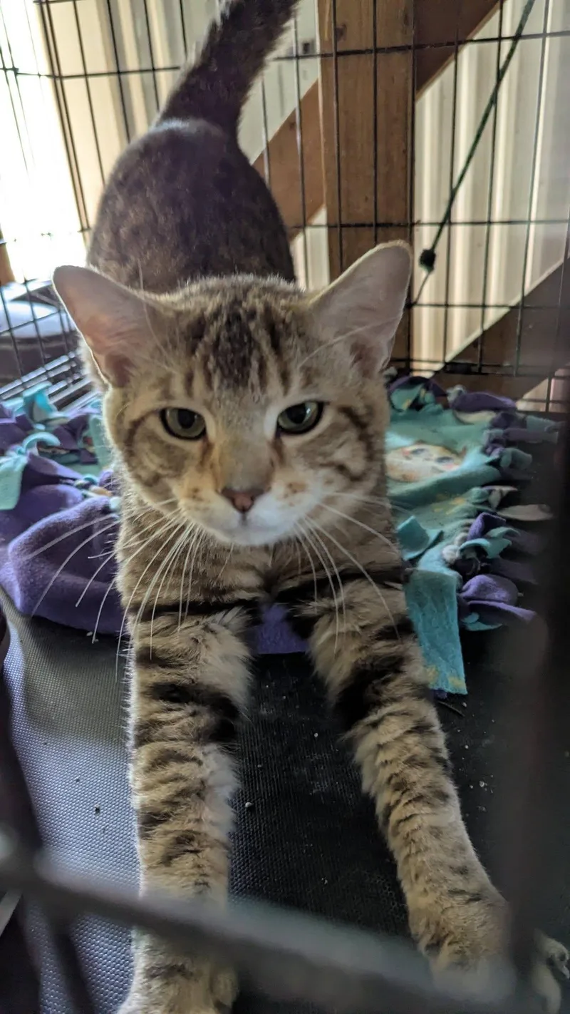 A young medium-sized male Tabby (Brown / Chocolate) Tabby cat named Lester for adoption in Farmland, IN