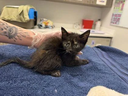 A baby small-sized female Black Domestic Short Hair cat named Midnight for adoption in Kansas City, MO