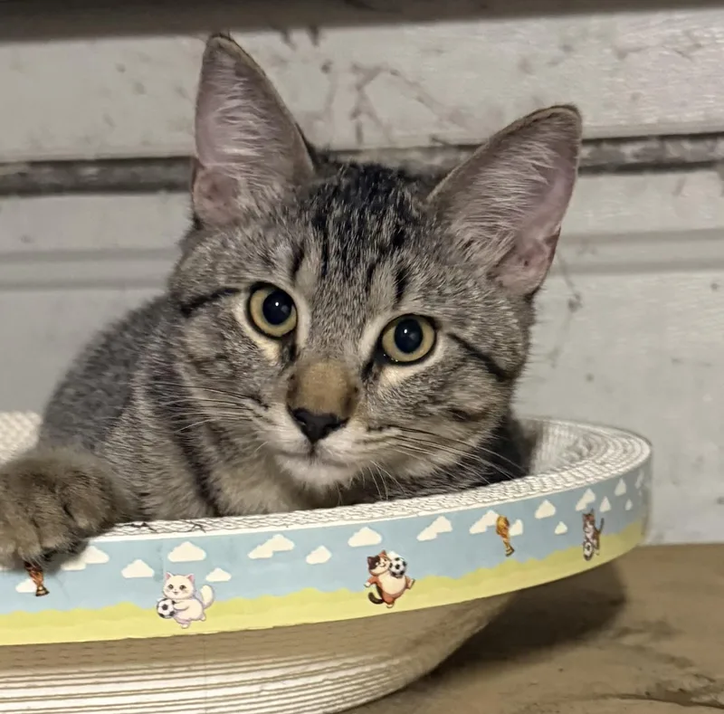 A baby small-sized male Tabby (Buff / Tan / Fawn) Domestic Short Hair cat named Fred for adoption in Davis, CA