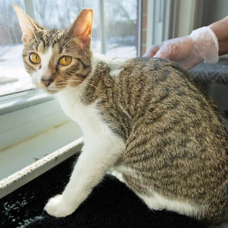 A young medium-sized male Brown / Chocolate Abyssinian cat named Fluffernutter for adoption in South Elgin, IL