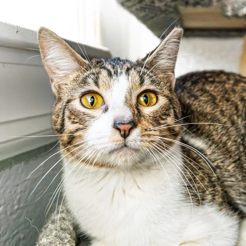 Fluffernutter thumbnail 2