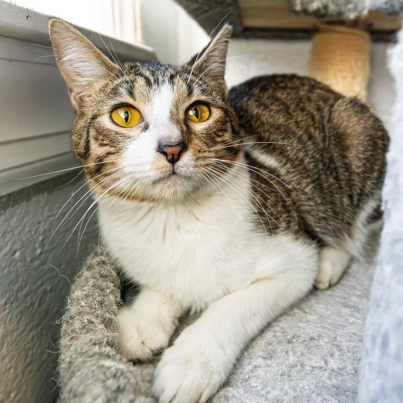 Fluffernutter thumbnail 3