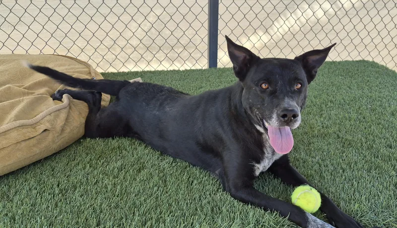 An adult medium-sized male Black American Staffordshire Terrier dog named Coco for adoption in La Verkin, UT