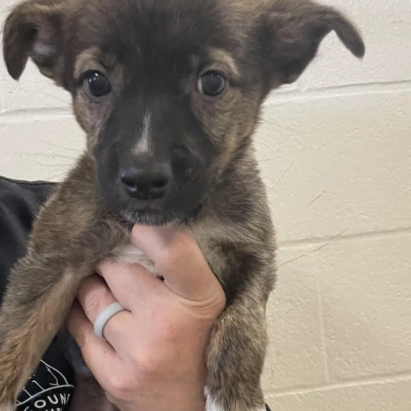 A baby medium-sized female Brindle Border Collie dog named Kissin Kate Barlow for adoption in Sonora, CA