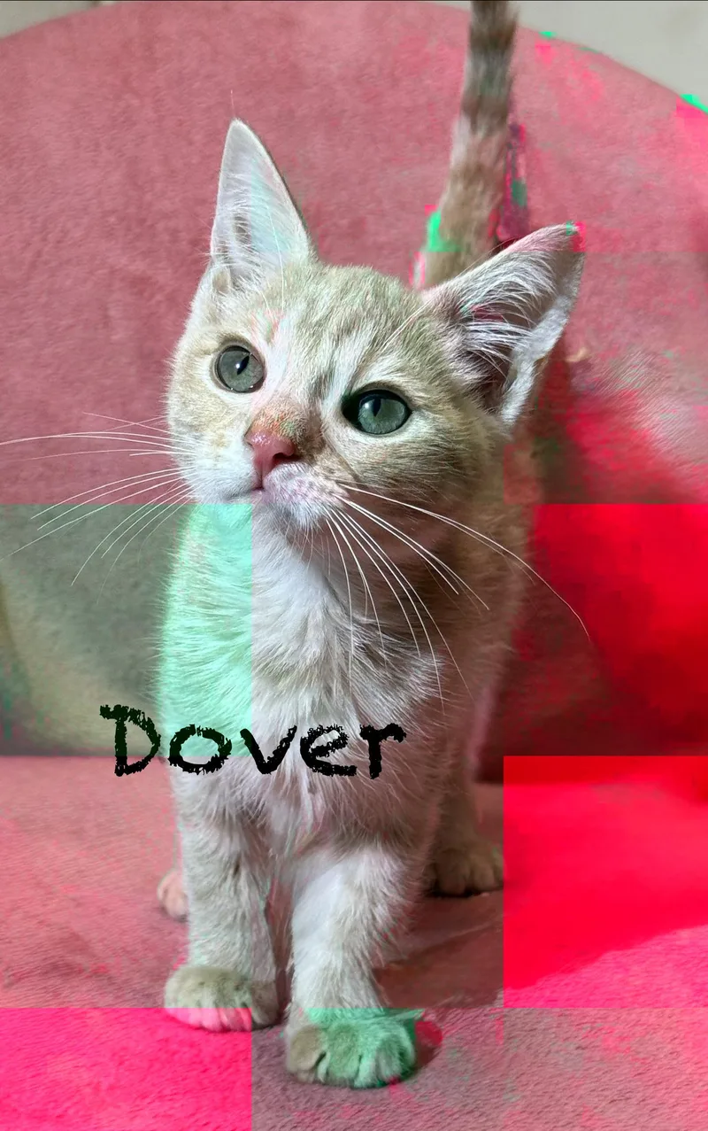 A baby medium-sized male Buff / Tan / Fawn Domestic Short Hair cat named Dover for adoption in Pawleys Island, SC