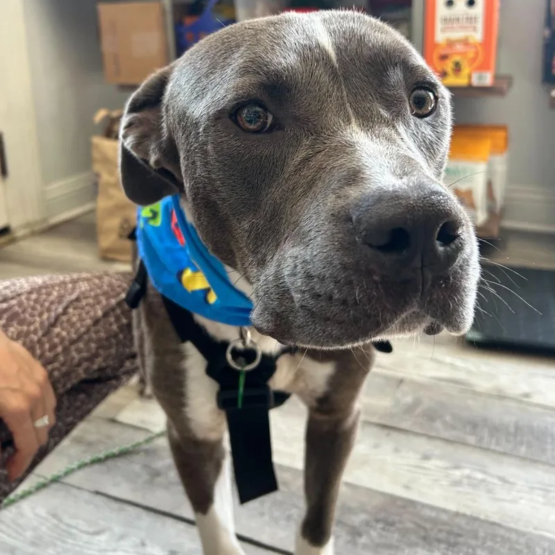 An adult medium-sized male Gray / Blue / Silver Pit Bull Terrier dog named Cozy for adoption in New Orleans, LA