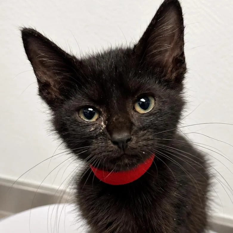 A baby small-sized female Black Domestic Short Hair cat named Runway Queen for adoption in Austin, TX