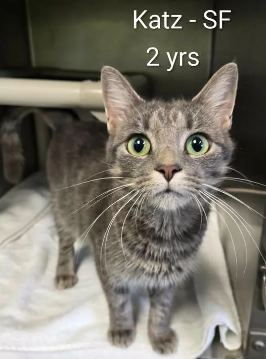 A young medium-sized female Domestic Short Hair cat named Katz for adoption in Amherst, VA