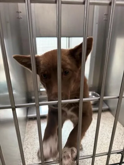 A young medium-sized female Mixed Breed dog named Foxxie for adoption in Memphis, TN