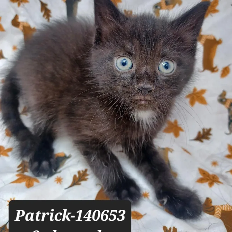 Patrick