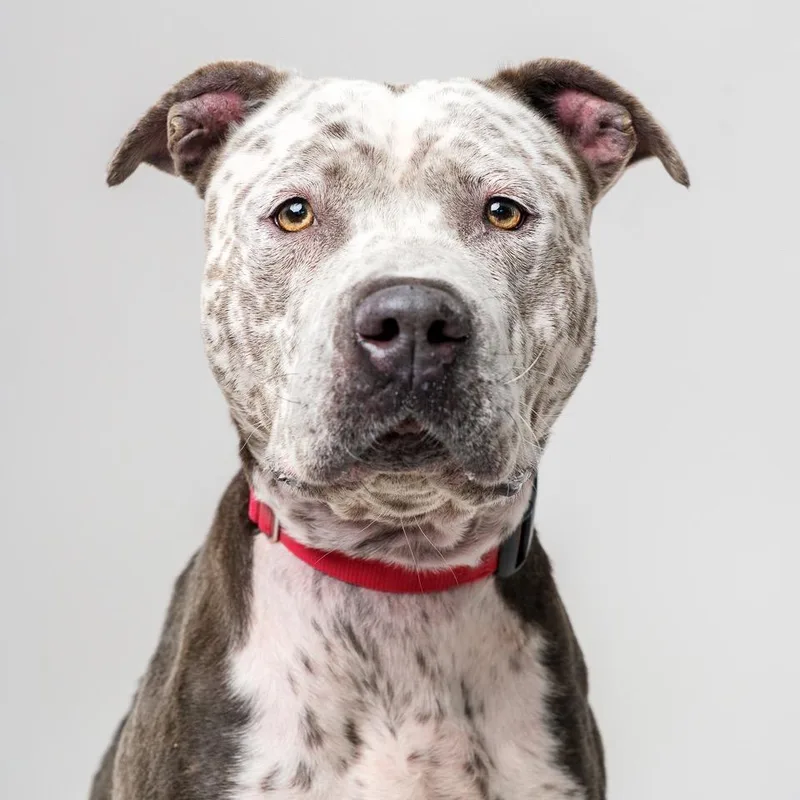 An adult large-sized female Gray / Blue / Silver Pit Bull Terrier dog named Haven for adoption in Palm Springs, CA