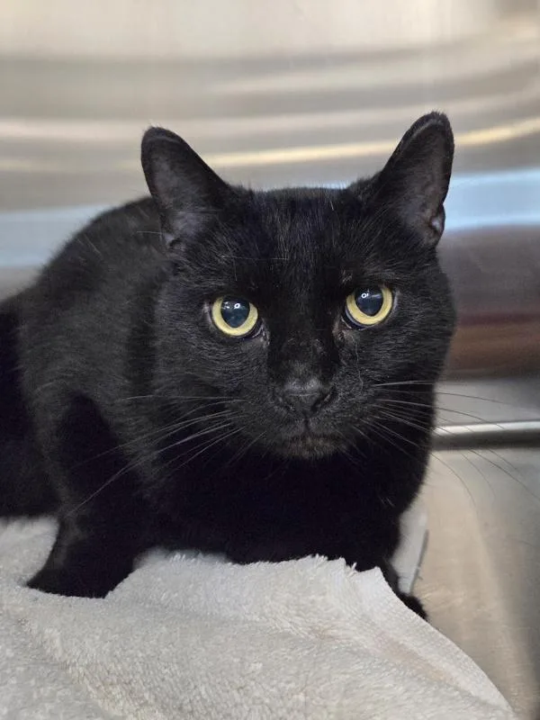 An adult medium-sized male Domestic Short Hair cat named Boo for adoption in Millersville, MD