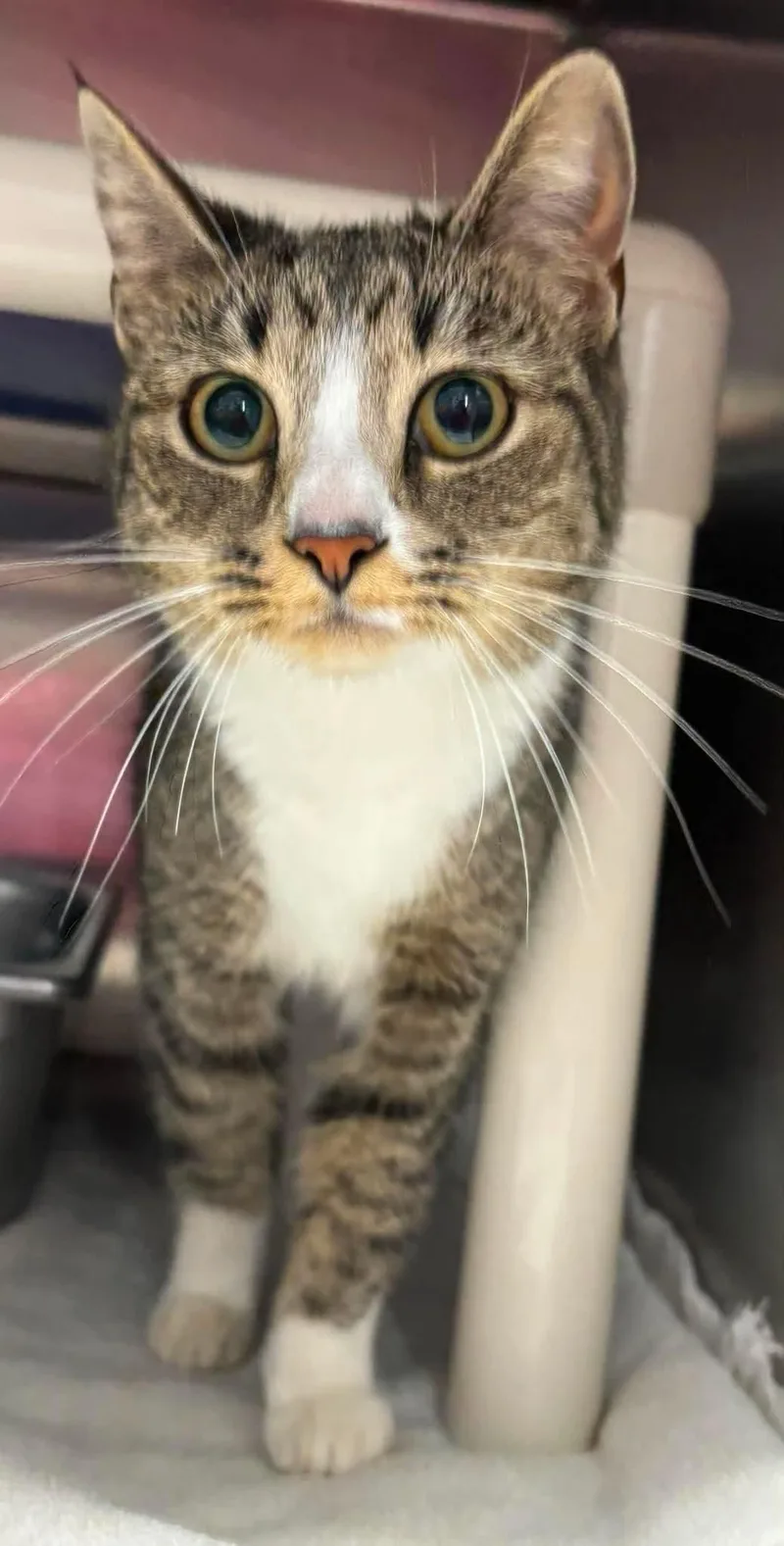 An adult medium-sized female Domestic Short Hair cat named Queen Bea Arthur: Visit for adoption in Rustburg, VA