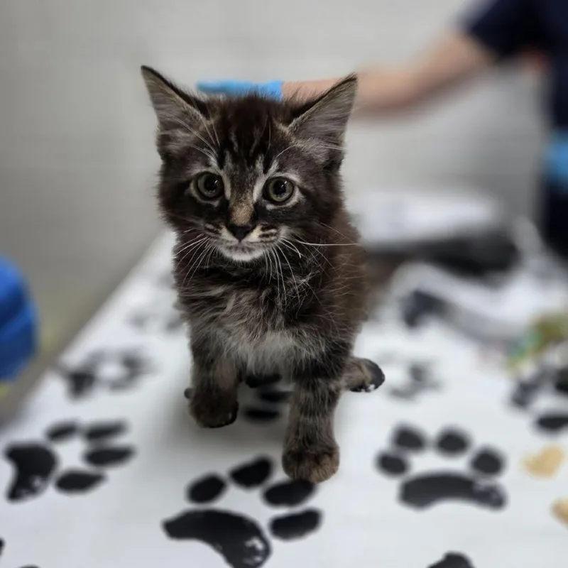 A baby small-sized male Brown / Chocolate Domestic Long Hair cat named Robe for adoption in Incline Village, NV