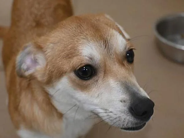 A baby small-sized female Chihuahua dog named Lali for adoption in Portland, OR