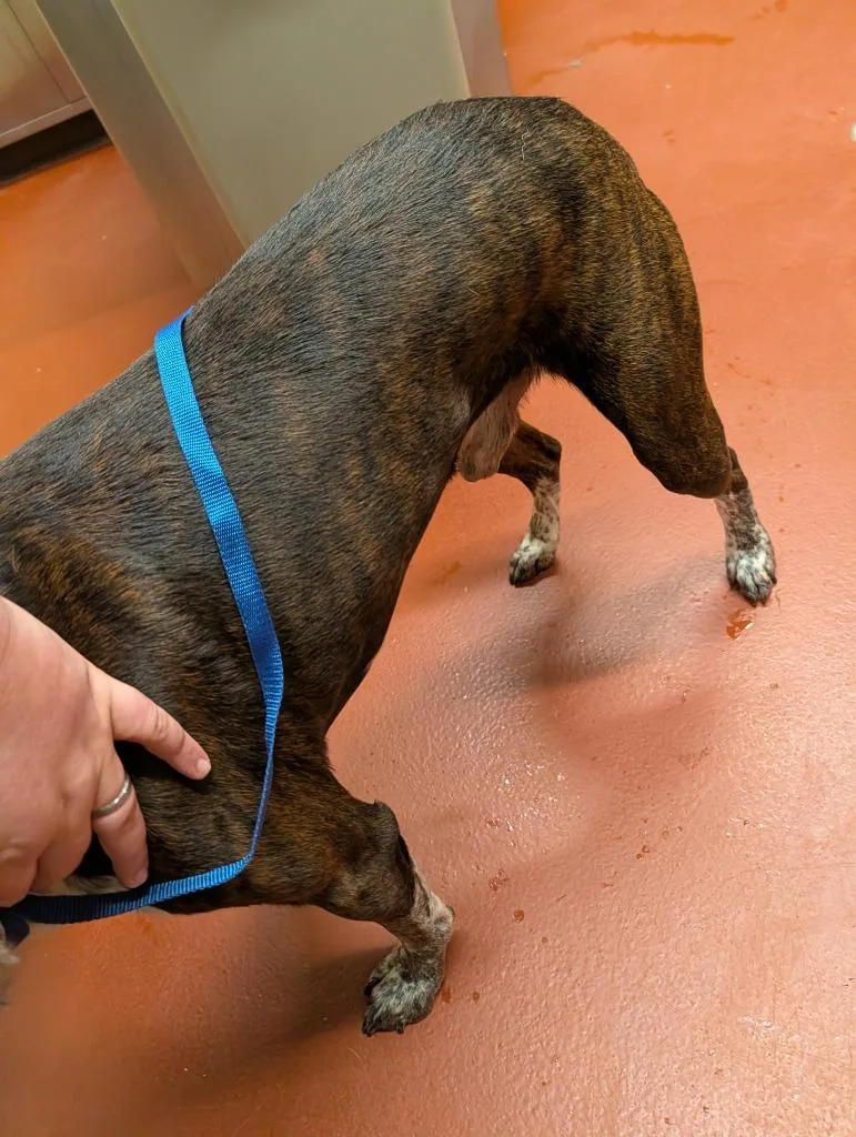 An adult medium-sized male Mixed Breed dog named Doug for adoption in Douglasville, GA