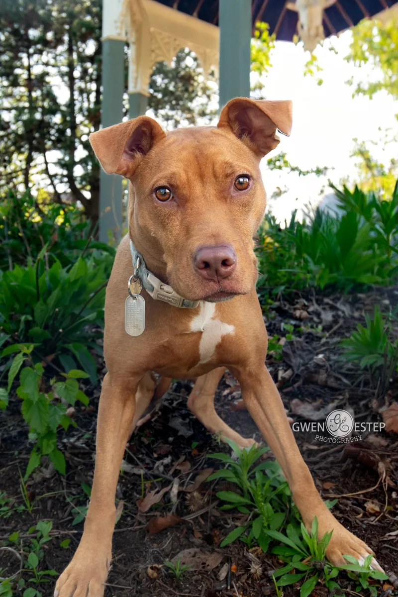 A young medium-sized female Red / Chestnut / Orange Pit Bull Terrier dog named Aiyana for adoption in Dayton, OH