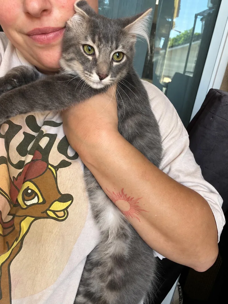 A baby large-sized male Domestic Long Hair cat named Fiat for adoption in Santa Ana, CA
