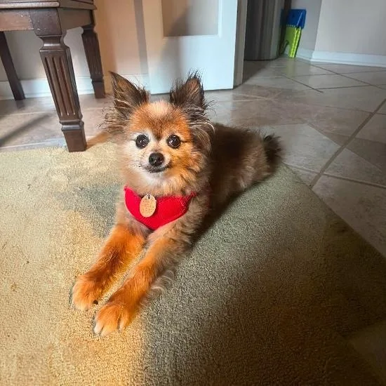 A senior small-sized male Pomeranian dog named Gizmo for adoption in Knoxville, TN