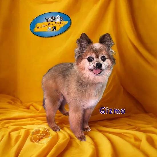 Gizmo thumbnail 2