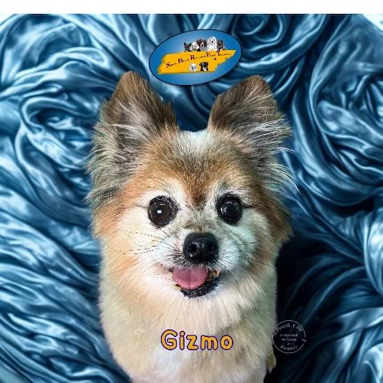 Gizmo thumbnail 3