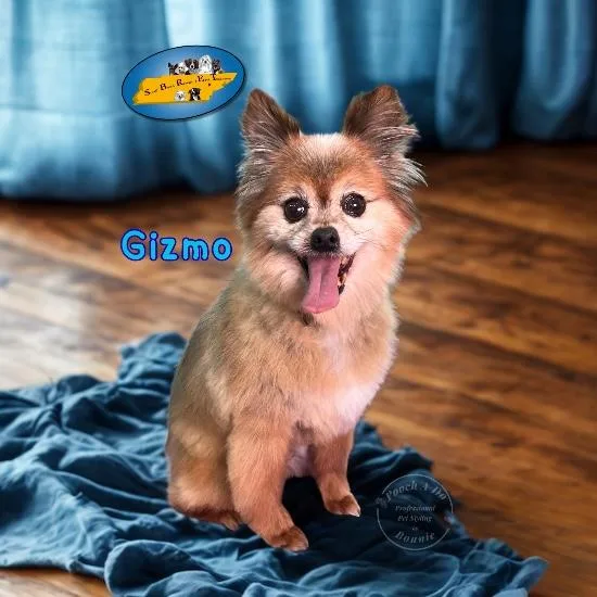 Gizmo thumbnail 5