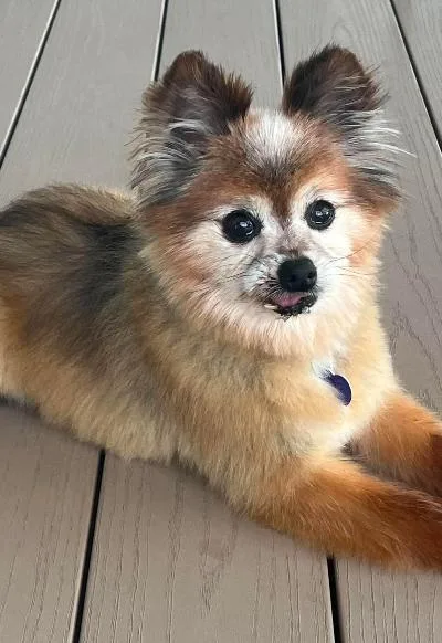 Gizmo thumbnail 6