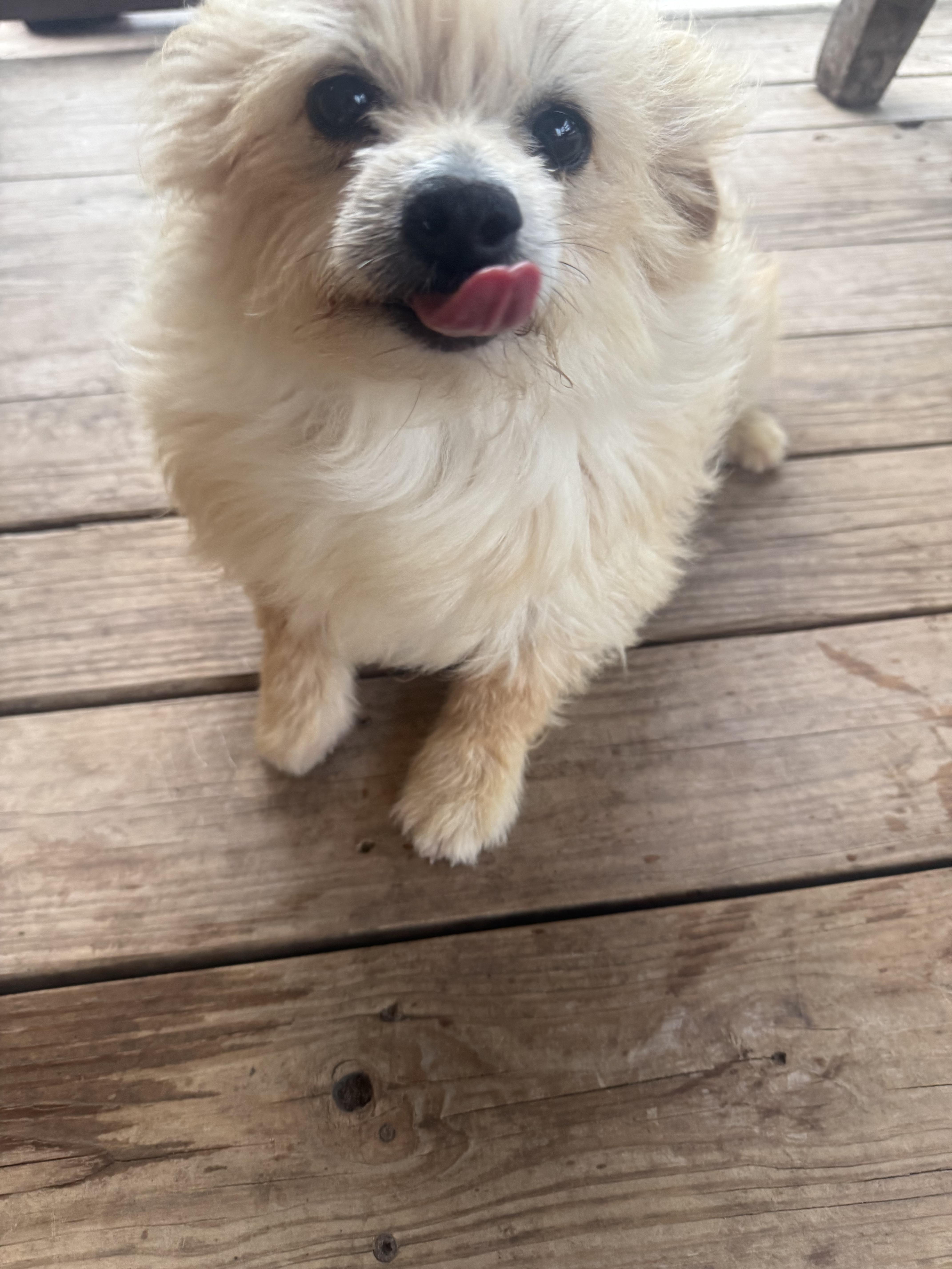 A young small-sized female Terrier dog named Melody Fair for adoption in Long Beach, CA