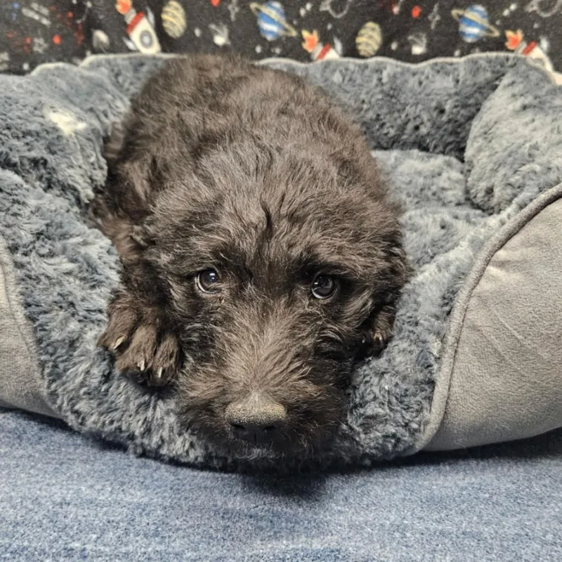 A baby small-sized female Black Labrador Retriever dog named Tai for adoption in Bellingham, WA
