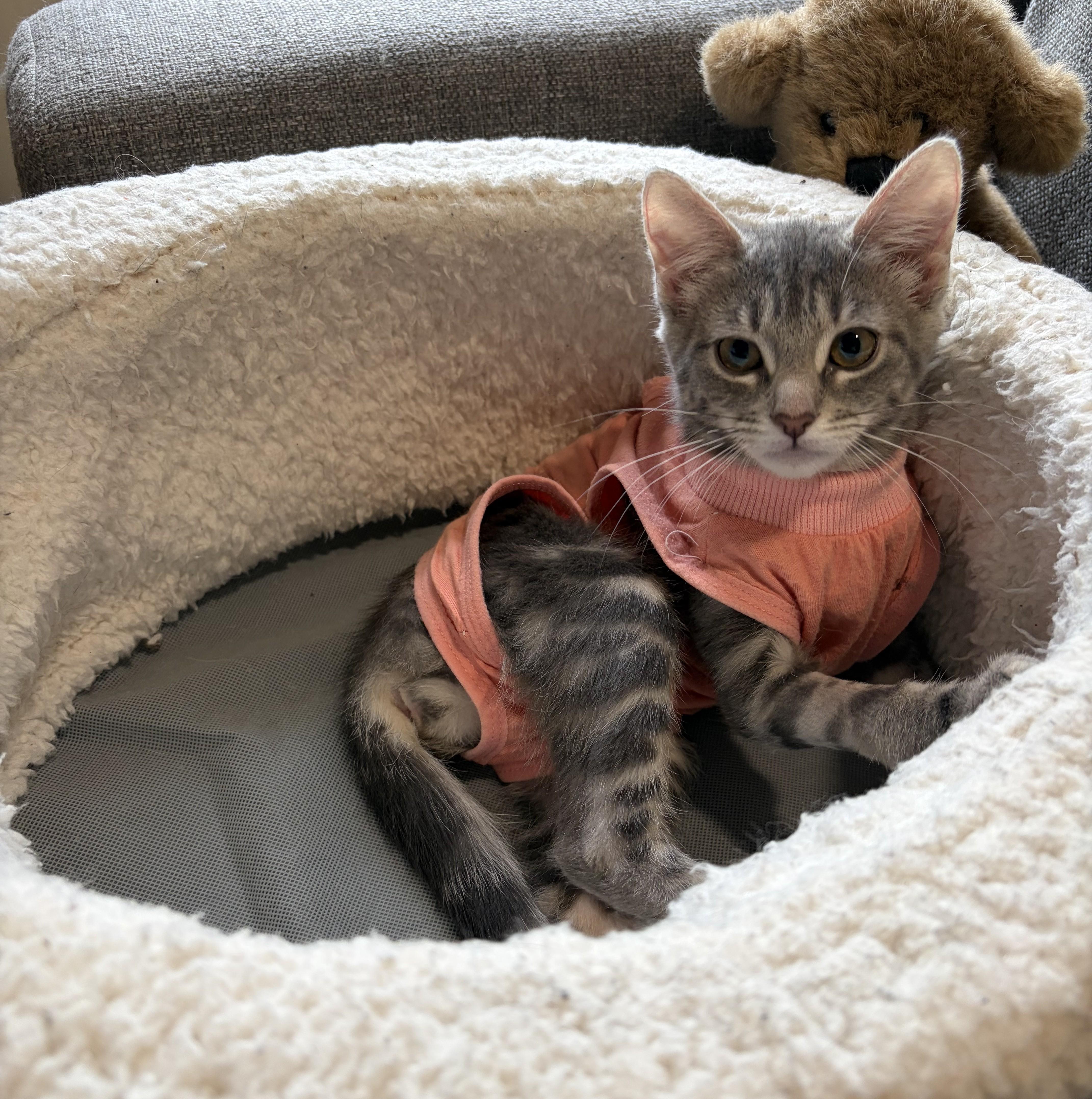 A baby medium-sized female Tabby (Gray / Blue / Silver) Domestic Short Hair cat named Sally for adoption in Harrison, NY