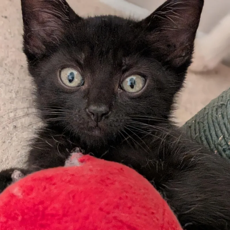A baby medium-sized male Domestic Short Hair cat named Onyx for adoption in Wilmington, NC
