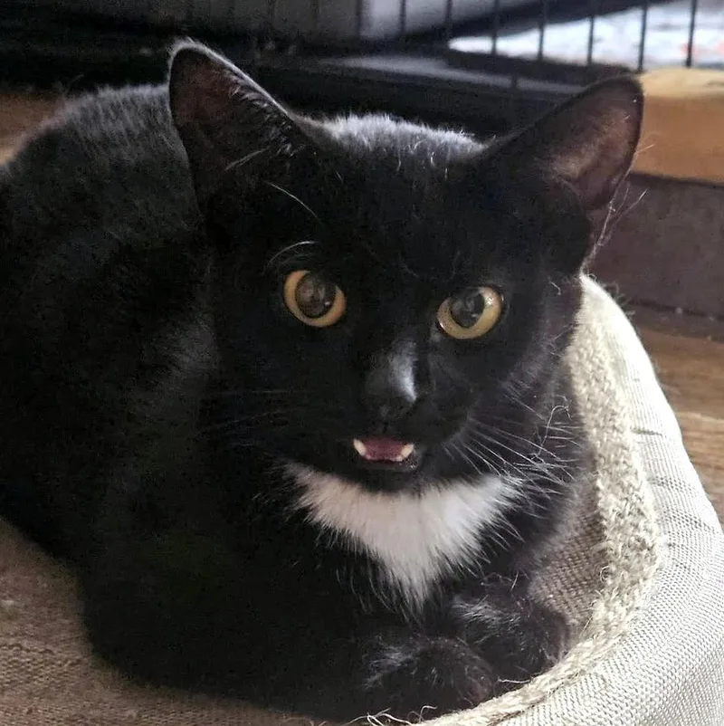 A baby small-sized female Black & White / Tuxedo Domestic Short Hair cat named Hilton for adoption in Pittsburgh, PA