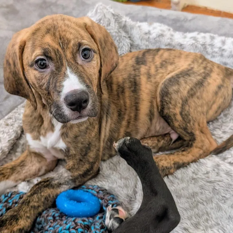 A baby large-sized male Brown / Chocolate Mixed Breed dog named Iron Man for adoption in San Francisco, CA