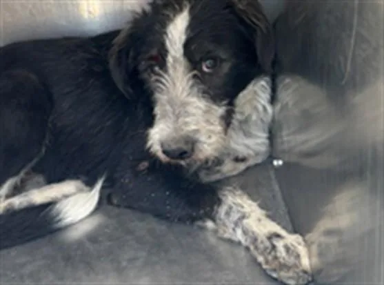 A young medium-sized male German Wirehaired Pointer dog named Cinder for adoption in Ontario, CA