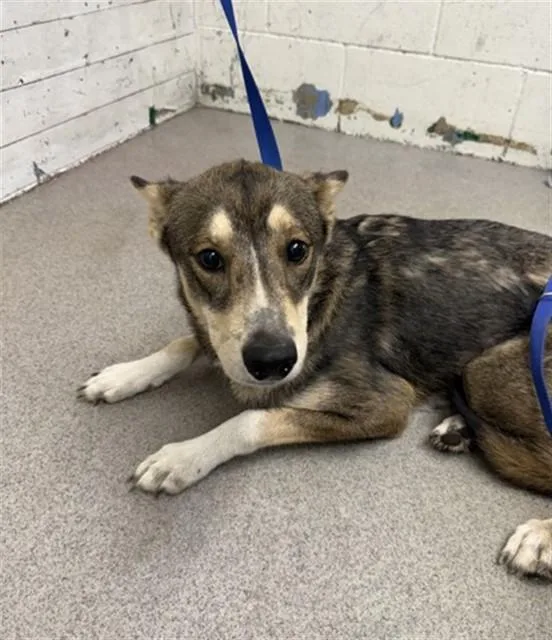 A young medium-sized female German Shepherd Dog dog named Bambi for adoption in San Bernardino, CA