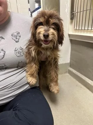 Chewbacca