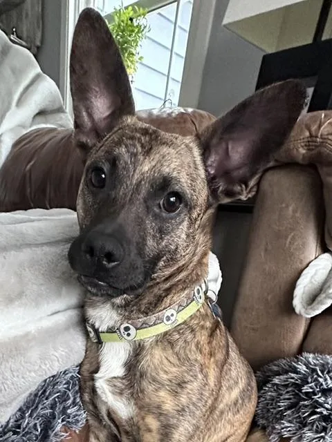 A young medium-sized male Brindle Terrier dog named Baxter for adoption in Plainfield, IL
