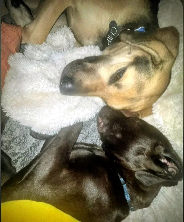 Chip The Most Incredible thumbnail 5