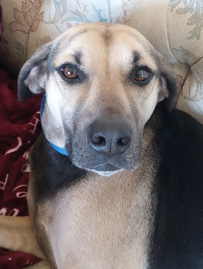 Chip The Most Incredible thumbnail 6