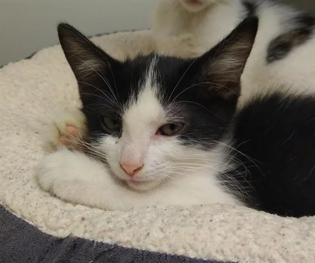 Oreo