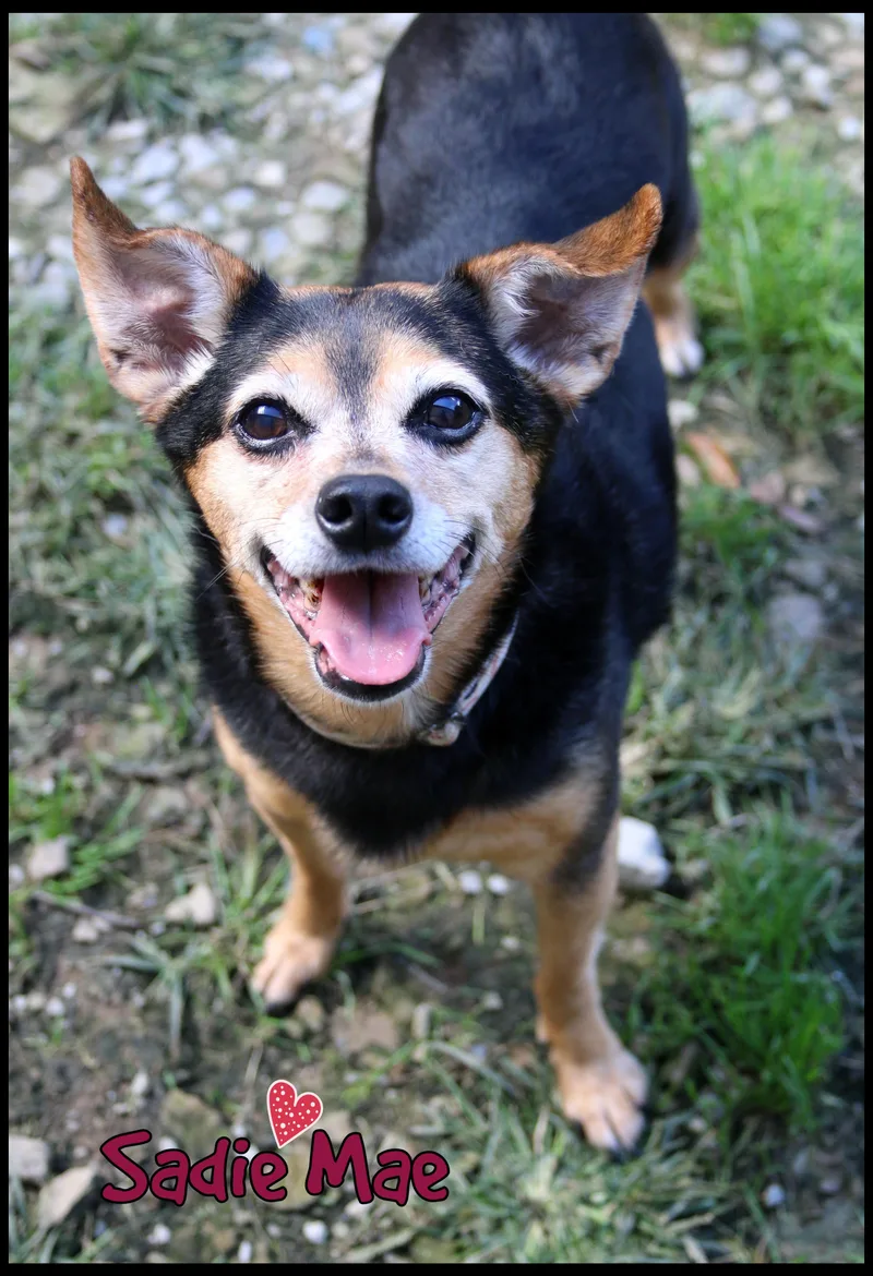 Sadie Mae thumbnail 4