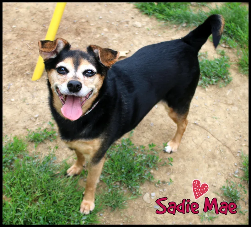 Sadie Mae thumbnail 5