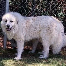 Ct Yeti