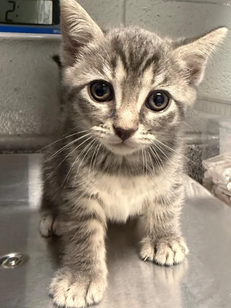 A baby small-sized male Domestic Short Hair cat named Finch for adoption in Henderson, NC