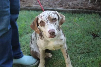 Dottie